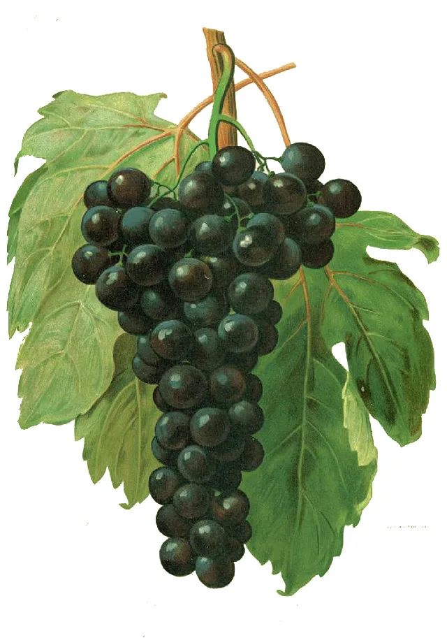 Альфонс Лавалле