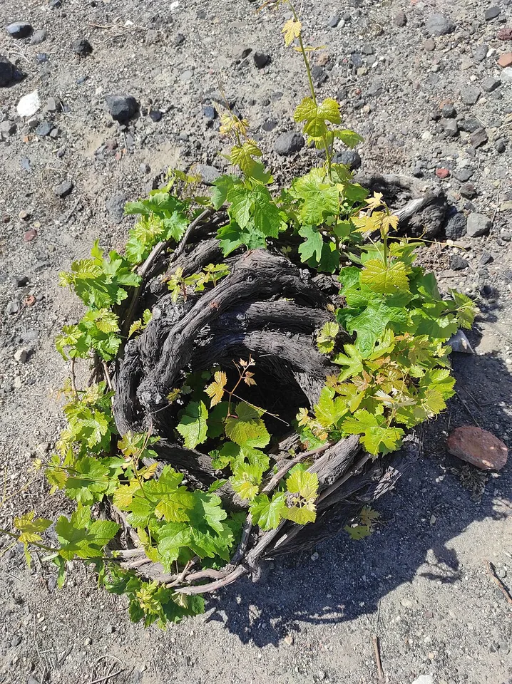 Assyrtiko