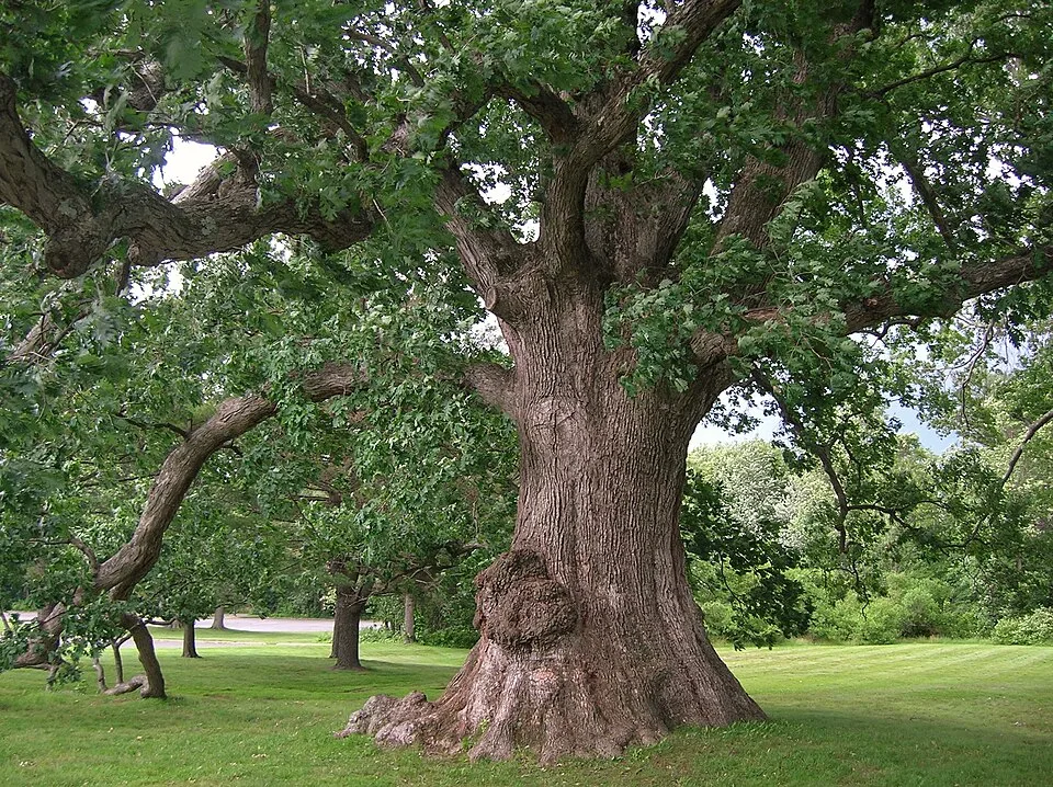 Roble blanco americano