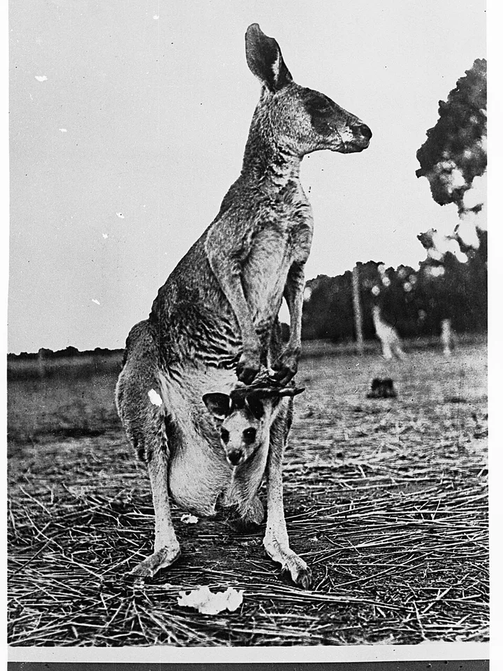 Kangourou