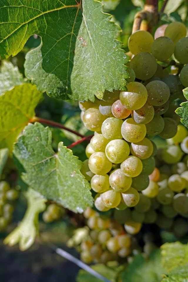 Famille des traminers