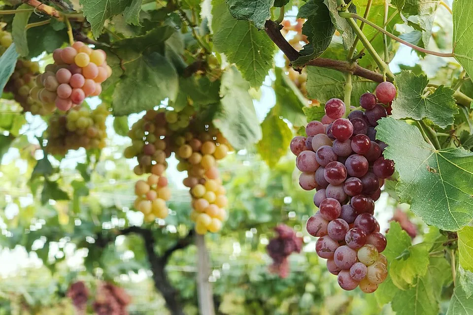 Flame Seedless