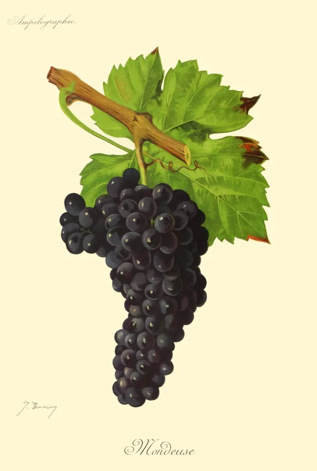 Mondeuse Noire