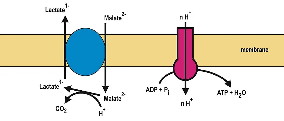 Fermentación maloláctica