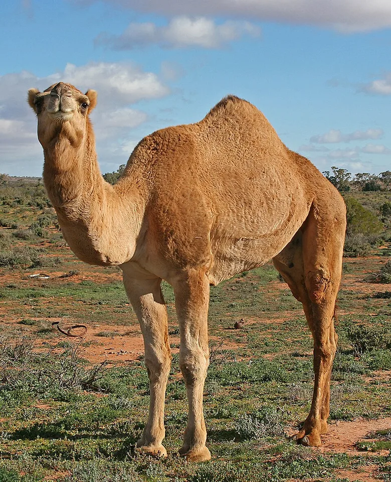 Camellos