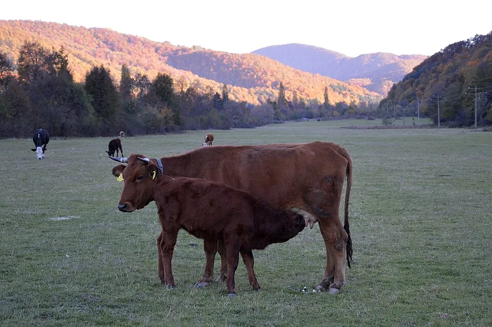 Mamífero