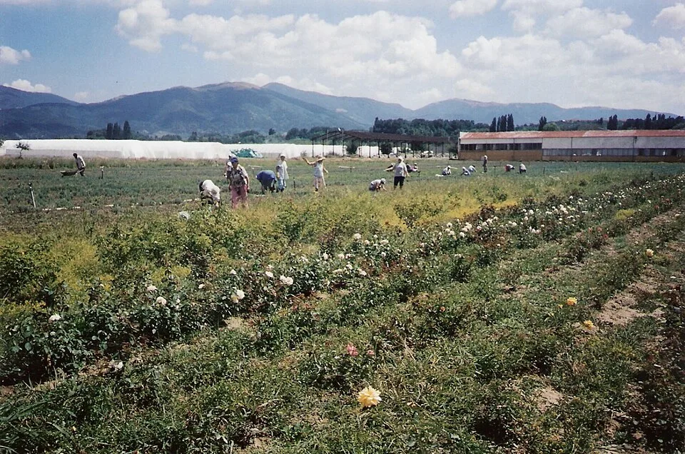 Valle de las Rosas