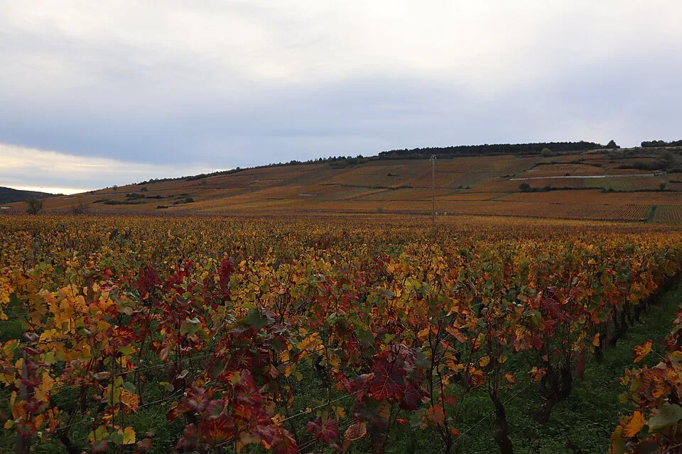 Côte de Nuits