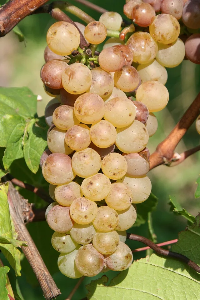 Auxerrois Blanc