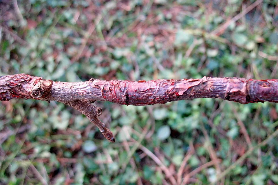 Antracnosi (vite)