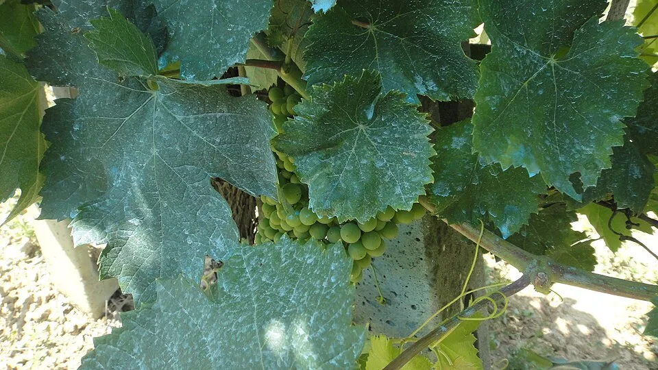 Bordelaiser Brühe
