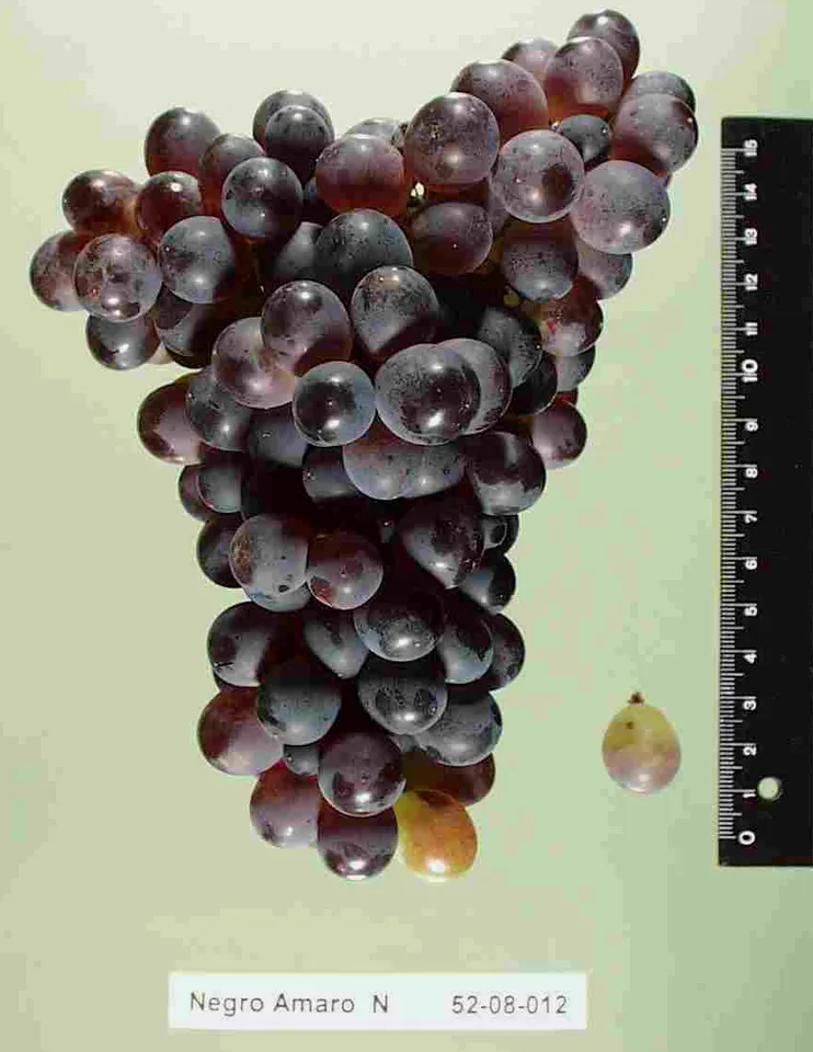 Negroamaro