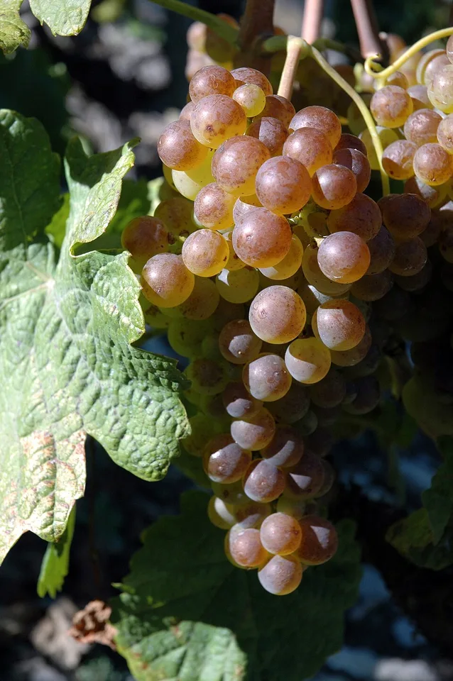 Chasselas dorato