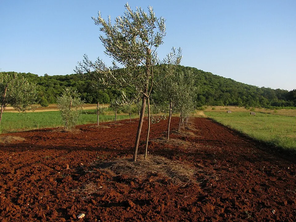 Terra rossa