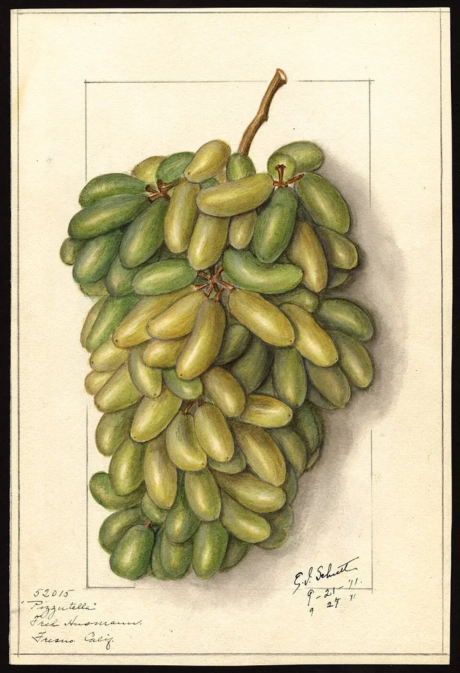 Pizzutella