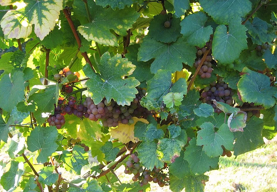 Savagnin Rose