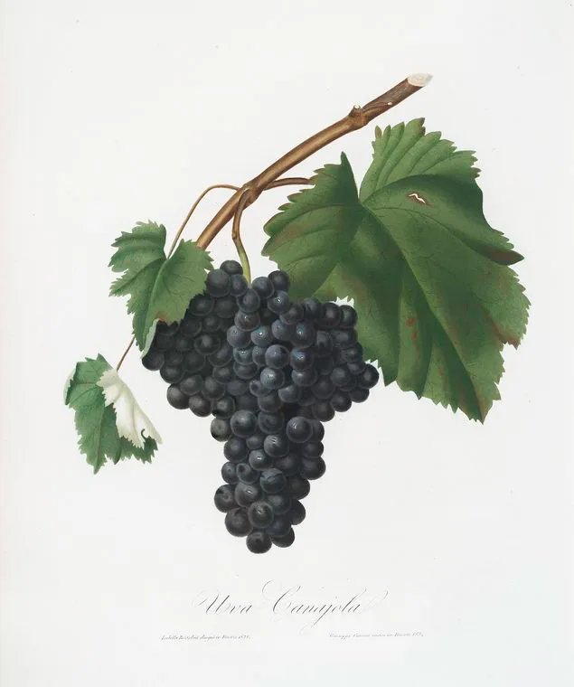 Canaiolo nero