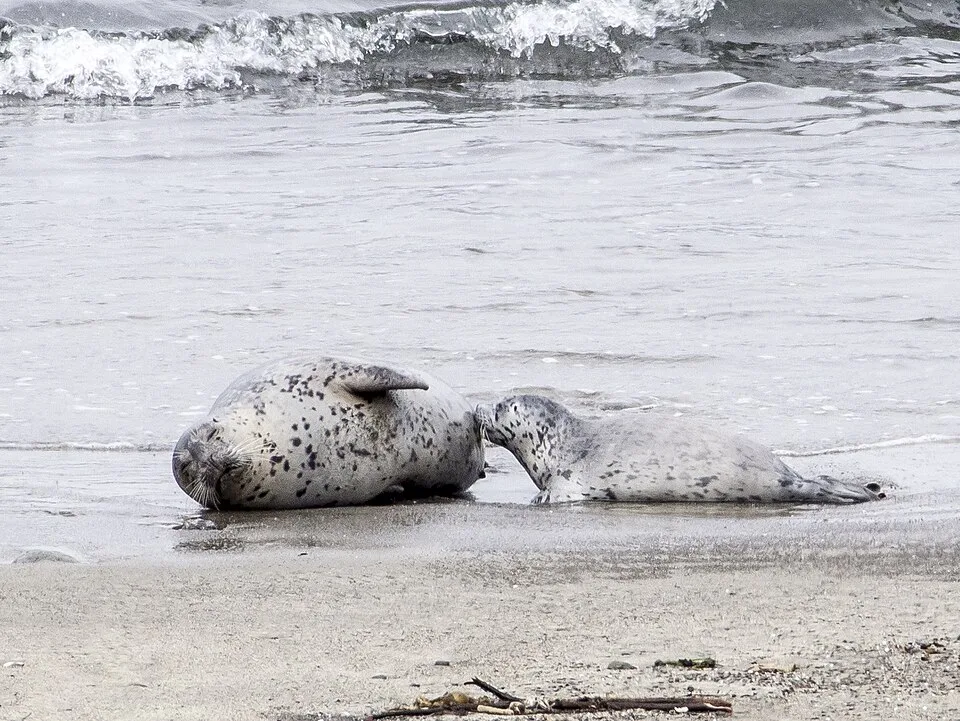 Foca