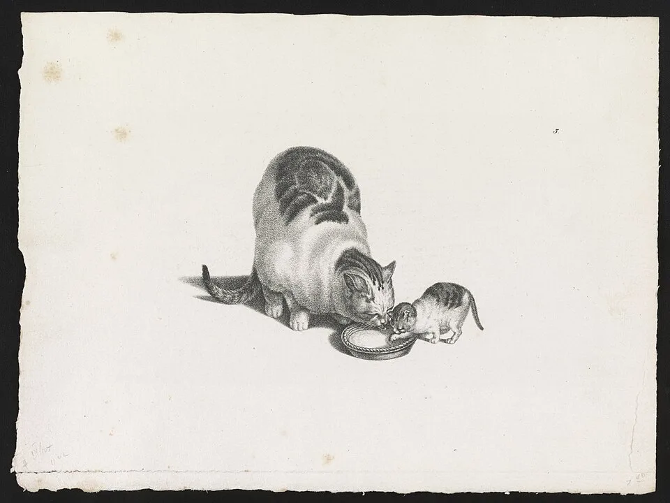 Il gatto e il piattino di latte