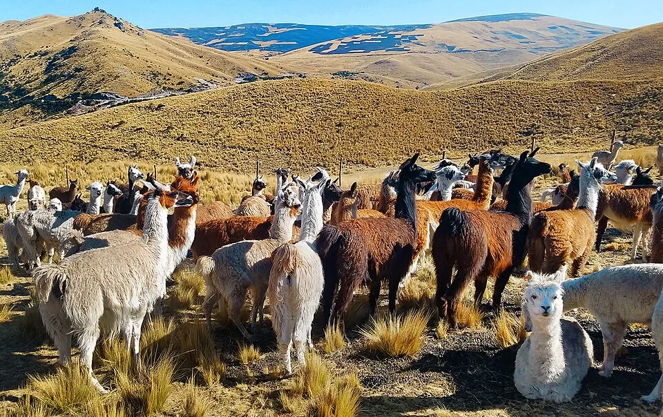 Lamas und Alpakas