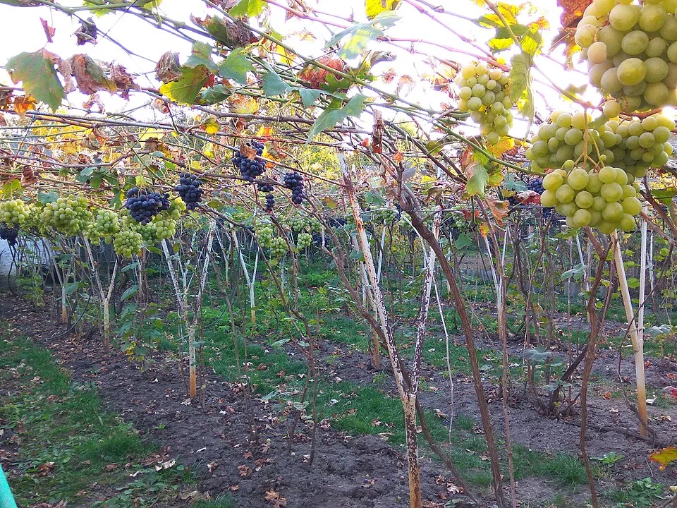 Vin ukrainien