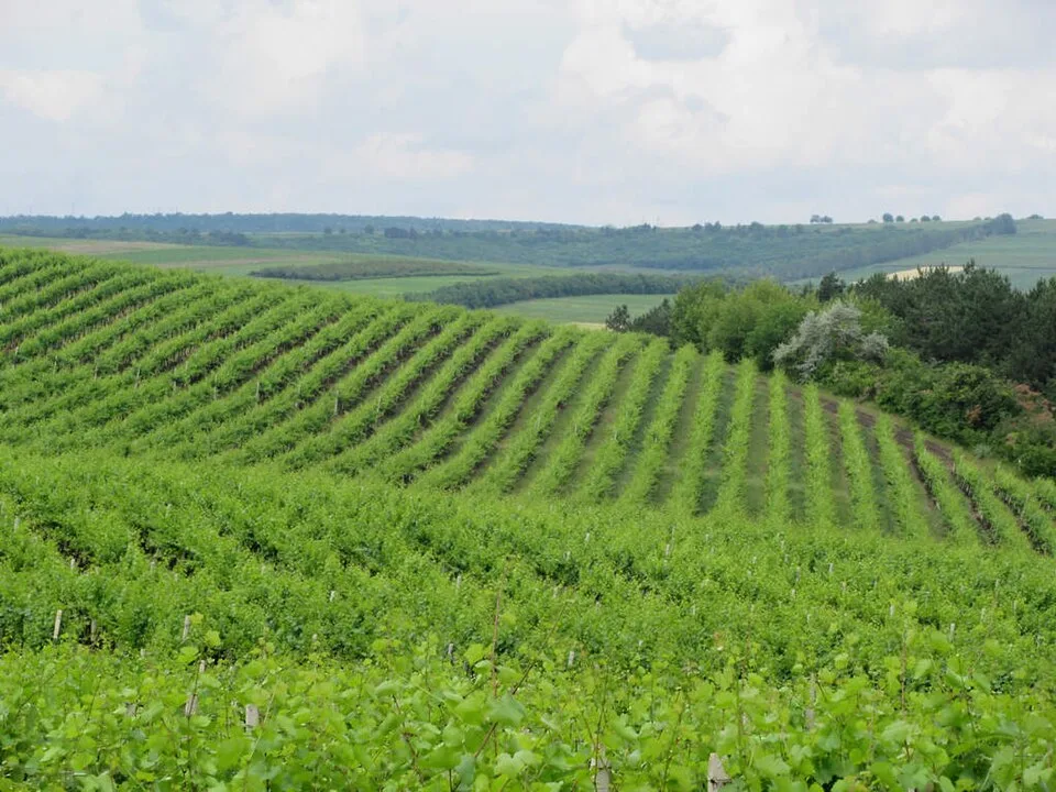 Vino moldavo