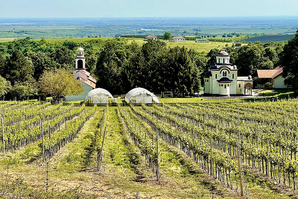 Serbischer Wein