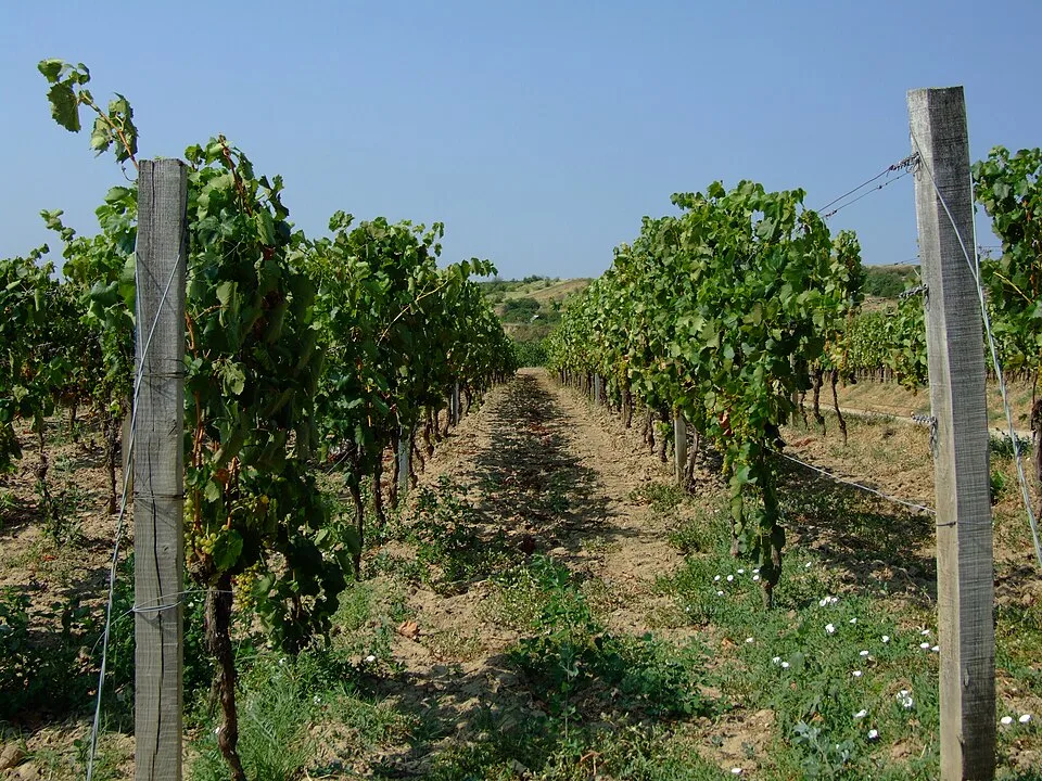 Wino węgierskie