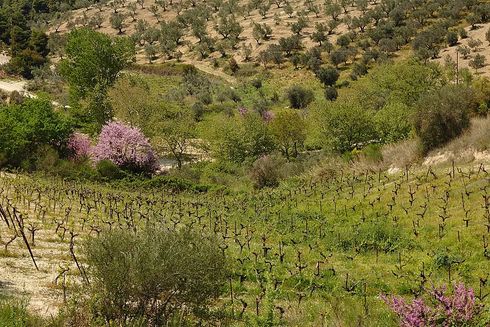 Griechischer Wein