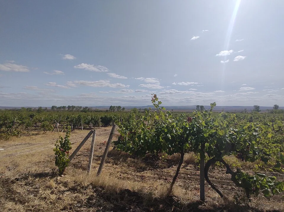 Bulgarian wine