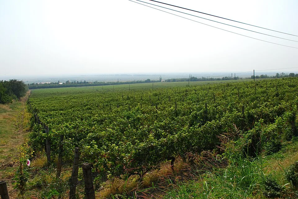 Wino rumuńskie