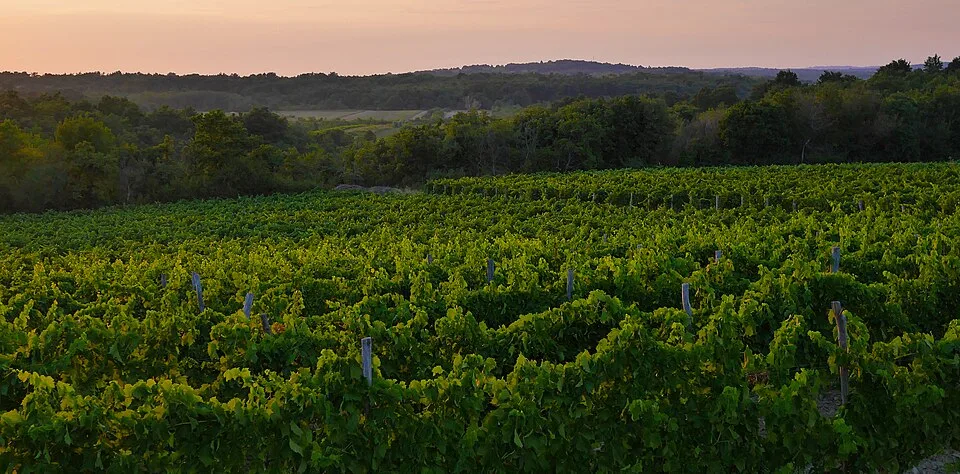 Wino chorwackie
