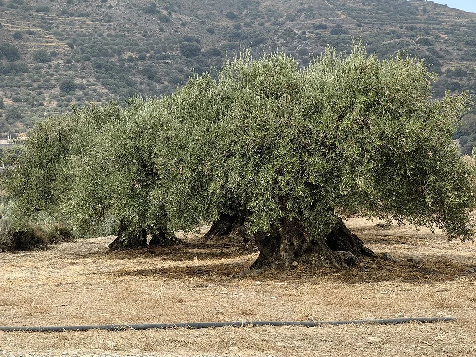 Sitia Lasithiou Kritis