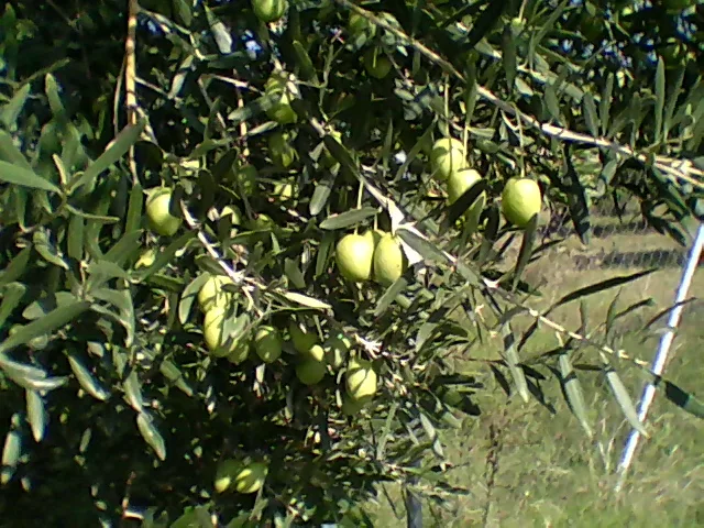 Chalkidiki (olive)