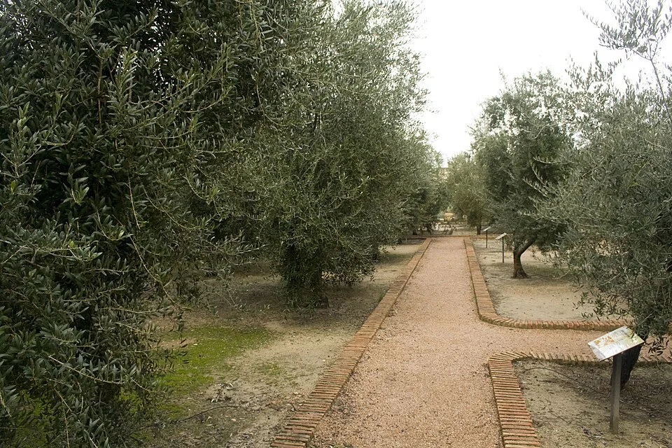 Odmiany oliwek