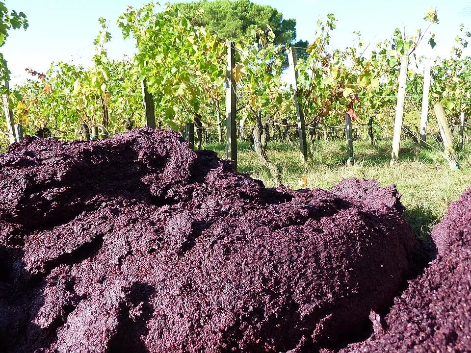 Pomace spirits — Photo: davitydave