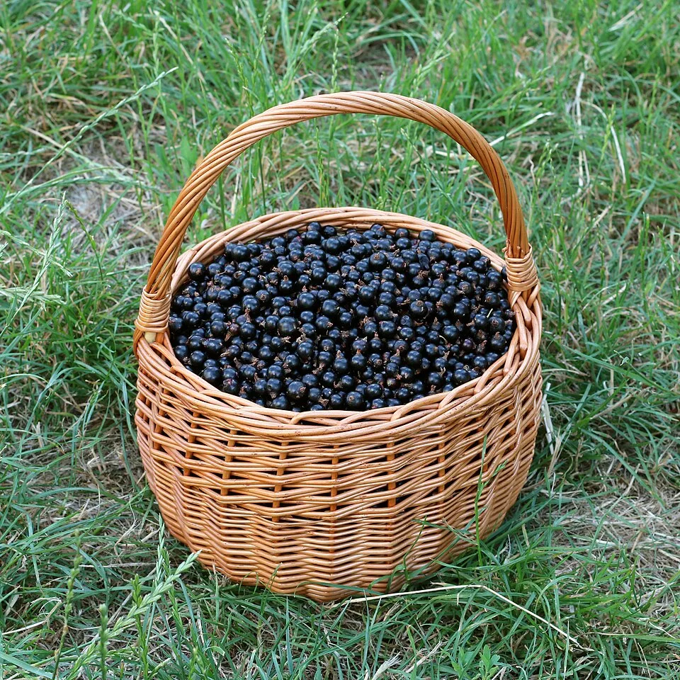 Crème de… liqueur — Photo: George Chernilevsky
