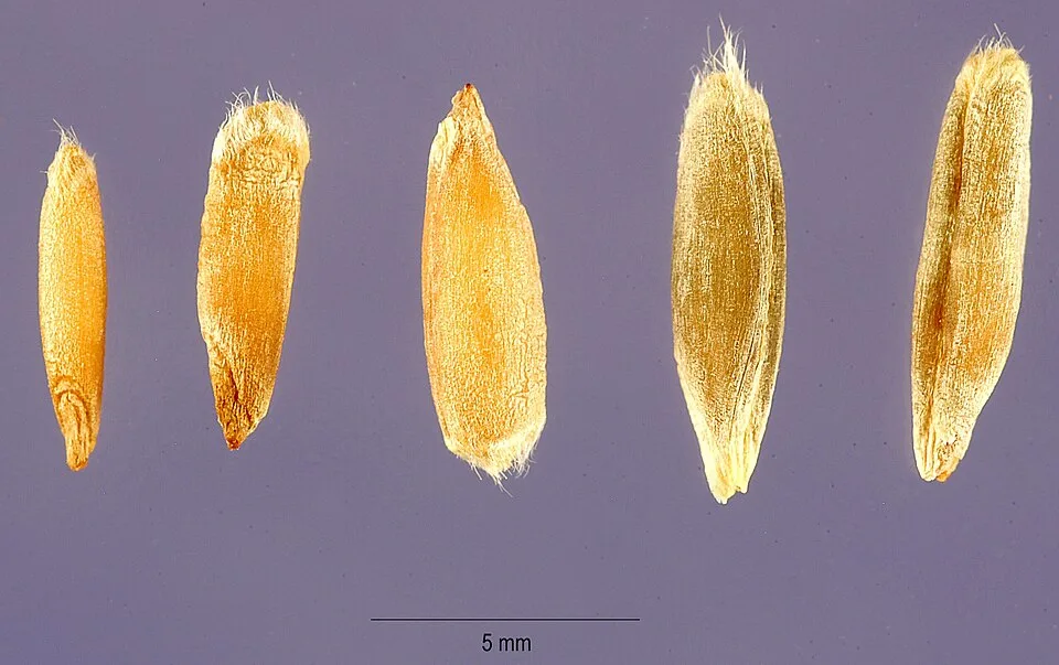 Straight rye whiskey — Photo: Steve Hurst, USDA-NRCS PLANTS Database