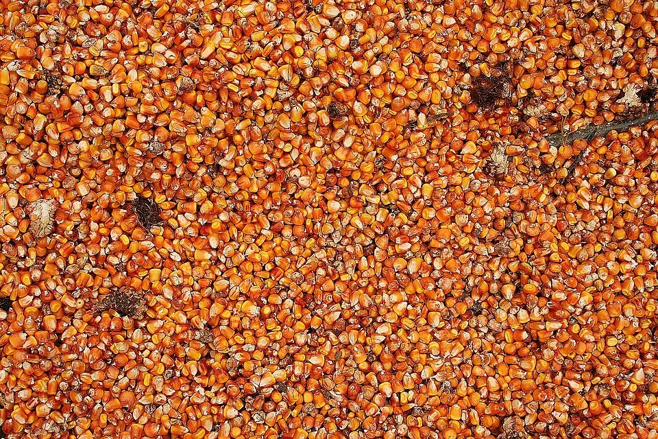 Corn whiskey — Photo: Danielgrad