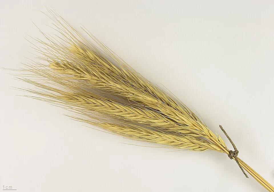 Canadian whisky — Photo: Roger Culos