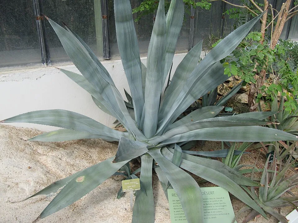 Tequila — Photo: Leonora Enking