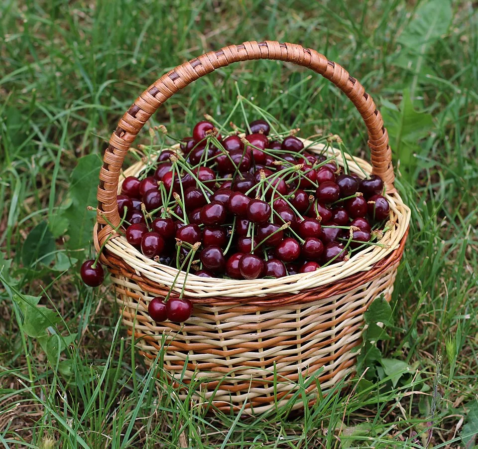 Kirsch (Kirschwasser) — Photo: George Chernilevsky