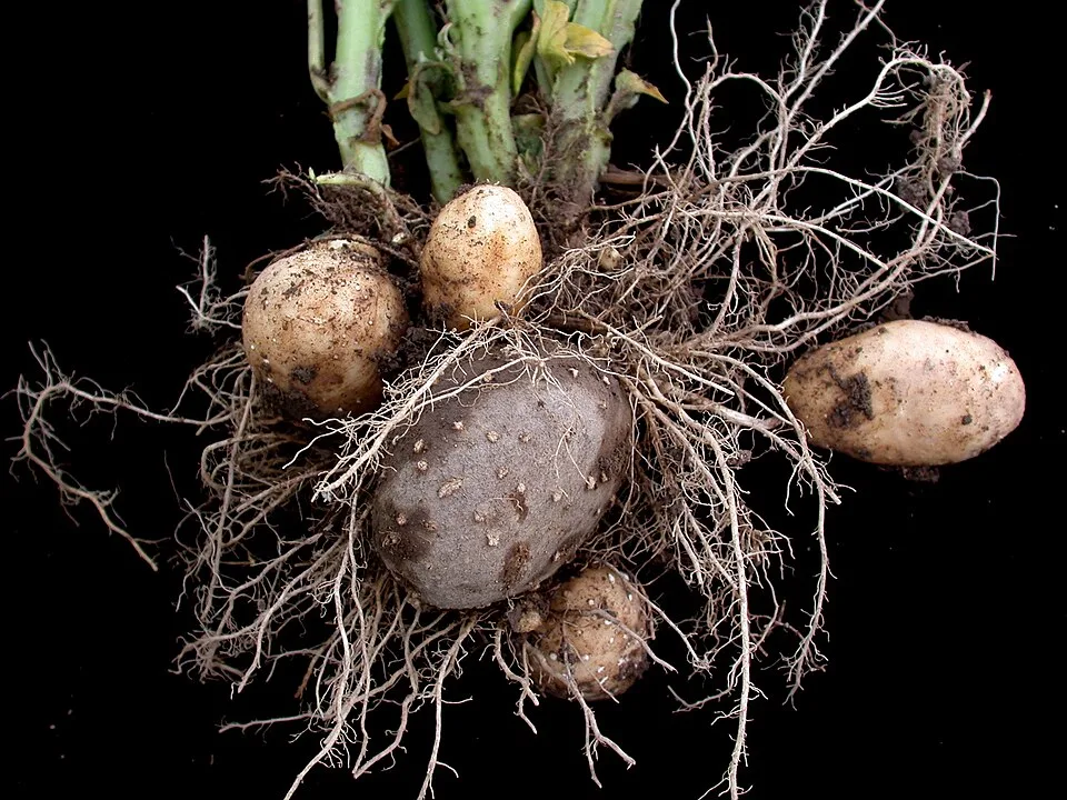 Potato vodka — Photo: Gilles Ayotte