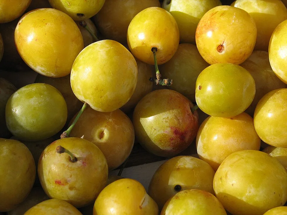 Mirabelle (mirabelle plum spirit) — Photo: J-L Carton