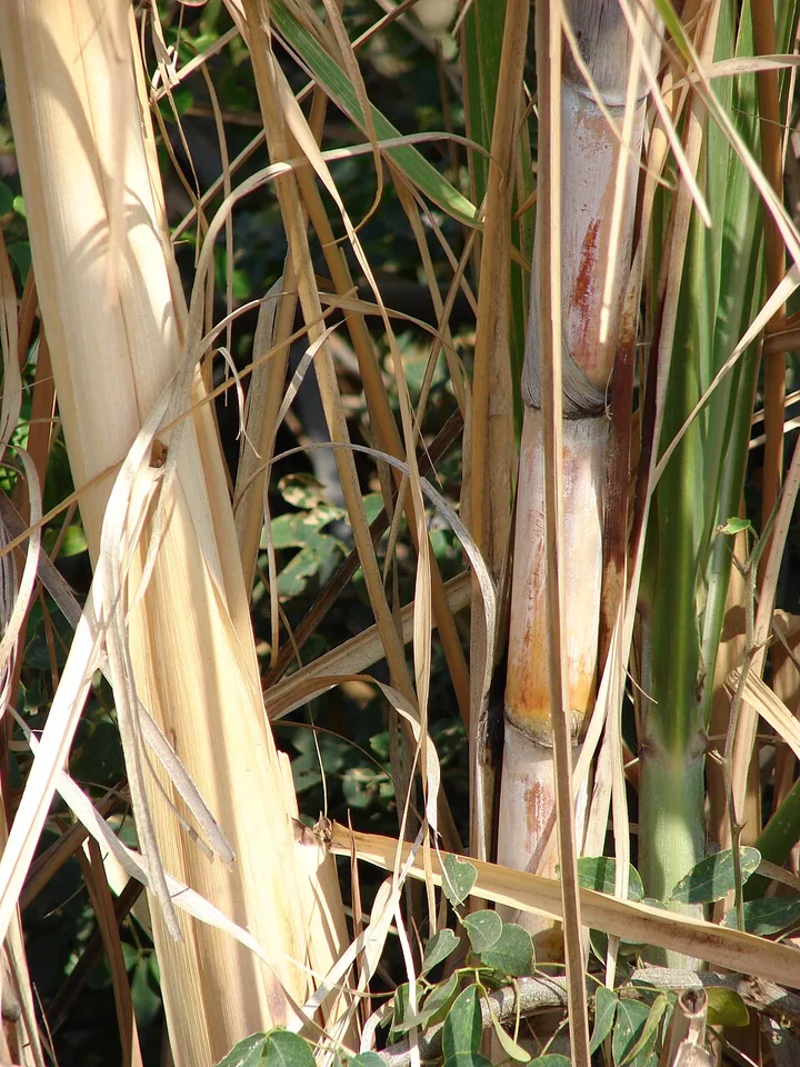 Sugar cane and molasses — Photo: Forest & Kim Starr
