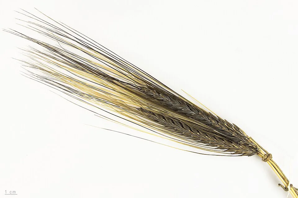 English Whisky — Photo: Roger Culos