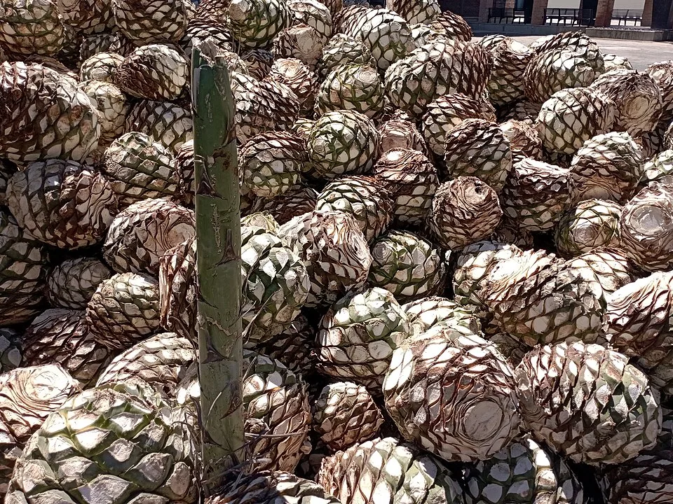 Blue agave — Photo: Juan Carlos Fonseca Mata