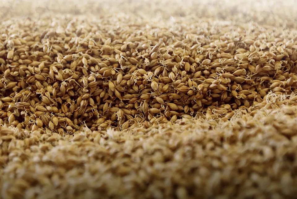 Barley and malt in whisky — Photo: Charlie Marshall