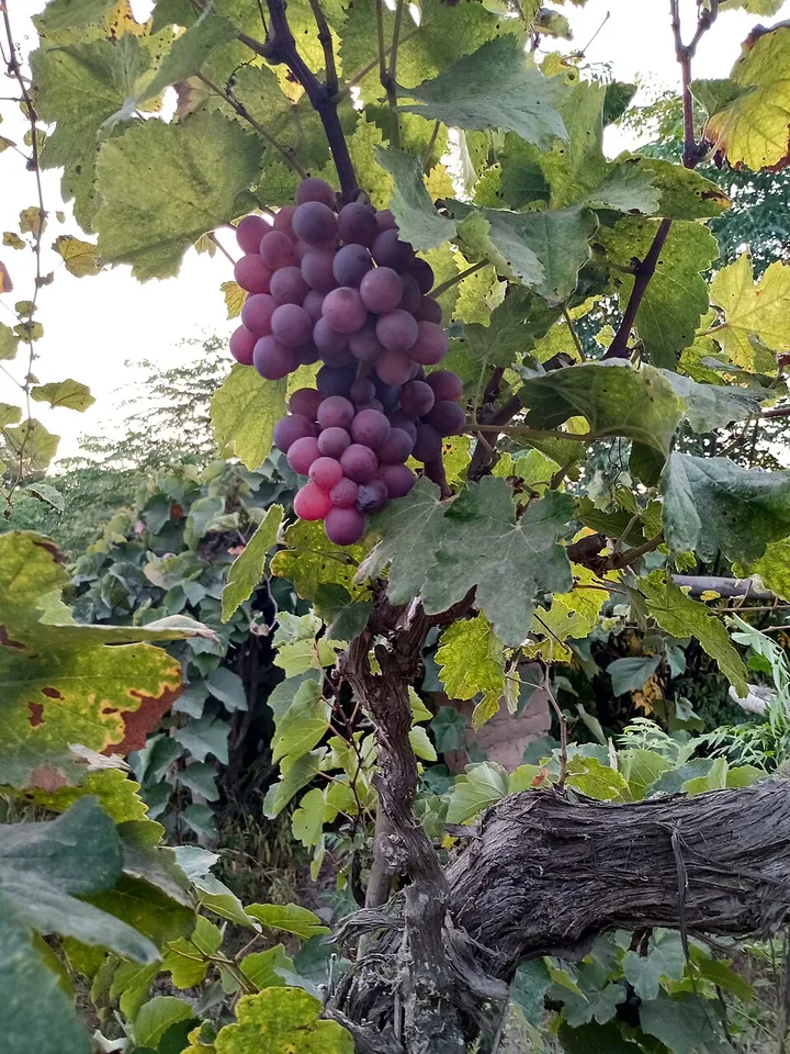 Pisco (Peru) — Photo: Agroecologist14