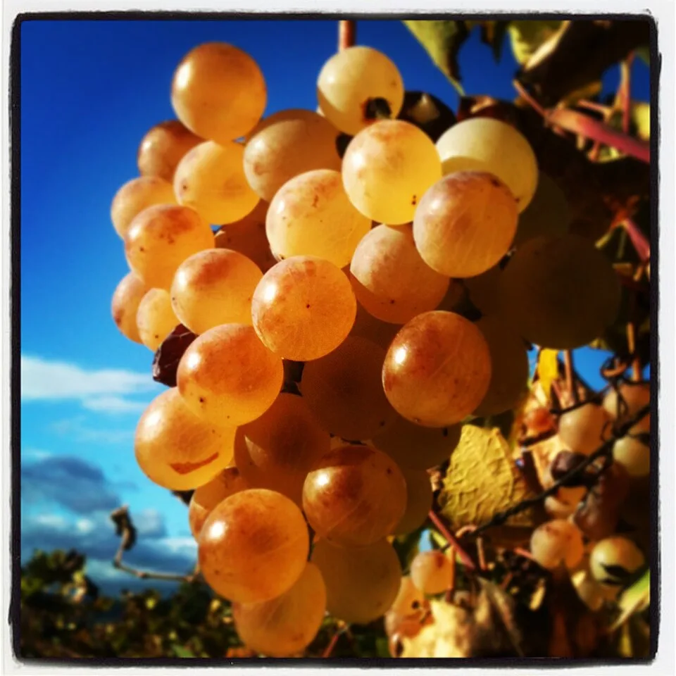Pisco (Chile) — Photo: Jérôme Loubès